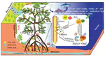 2. Low-level arsenite boosts rhizospheric exudation of  low-molecular-weight organic acids from mangrove seedlings  (Avicennia marina): Arsenic phytoextraction, removal, and detoxification