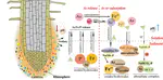 9. Stimulation of oxalate root exudate in arsenic speciation and fluctuation with phosphate and iron in anoxic mangrove sediment